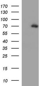 Yes1 Antibody in Western Blot (WB)