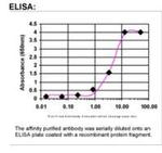 SCN3B Antibody in ELISA (ELISA)