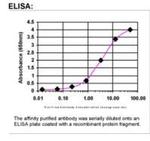 WNT4 Antibody in ELISA (ELISA)