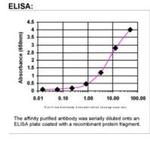 REG4 Antibody in ELISA (ELISA)