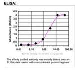 PAK5 Antibody in ELISA (ELISA)