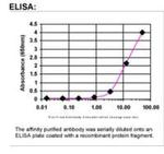 Fibronectin Antibody in ELISA (ELISA)