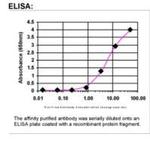 Fibronectin Antibody in ELISA (ELISA)