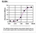 CUTL1 Antibody in ELISA (ELISA)