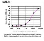 WDFY3 Antibody in ELISA (ELISA)