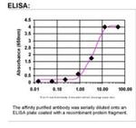 Otx2 Antibody in ELISA (ELISA)