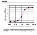 SIPA1 Antibody in ELISA (ELISA)