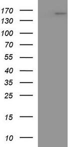 LAMC2 Antibody in Western Blot (WB)