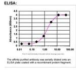 ZNF331 Antibody in ELISA (ELISA)