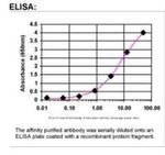 EDD Antibody in ELISA (ELISA)