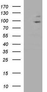 PHF16 Antibody in Western Blot (WB)