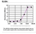 NUDT5 Antibody in ELISA (ELISA)