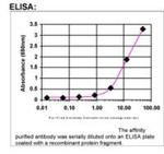 APPBP2 Antibody in ELISA (ELISA)