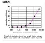 KIFC3 Antibody in ELISA (ELISA)