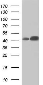 DEK Antibody in Western Blot (WB)