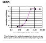 CYB561 Antibody in ELISA (ELISA)