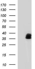 Annexin A1 Antibody in Western Blot (WB)