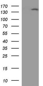 eNOS Antibody in Western Blot (WB)