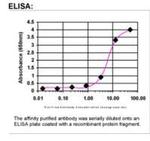 BRCA2 Antibody in ELISA (ELISA)