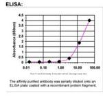 BRCA2 Antibody in ELISA (ELISA)