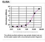 BRCA2 Antibody in ELISA (ELISA)