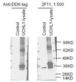 UCHL1 Antibody in Western Blot (WB)