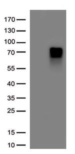 SOX11 Antibody in Western Blot (WB)