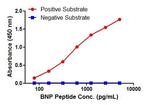 BNP Antibody in ELISA (ELISA)