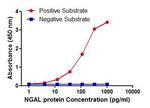 NGAL Antibody in ELISA (ELISA)