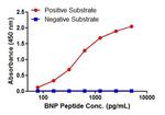 BNP Antibody in ELISA (ELISA)