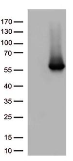 ARRB1 Antibody in Western Blot (WB)