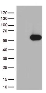 ARRB1 Antibody in Western Blot (WB)