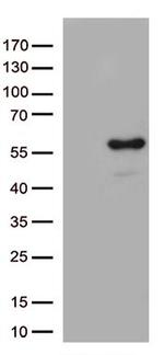 ARRB1 Antibody in Western Blot (WB)