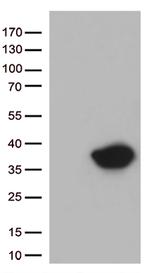 Syntaxin 1a (STX1A) Antibody in Western Blot (WB)