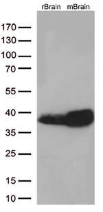 Syntaxin 1a (STX1A) Antibody in Western Blot (WB)