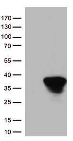 Syntaxin 1a (STX1A) Antibody in Western Blot (WB)