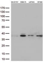 Syntaxin 1a (STX1A) Antibody in Western Blot (WB)