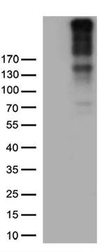 CSPG4 Antibody in Western Blot (WB)