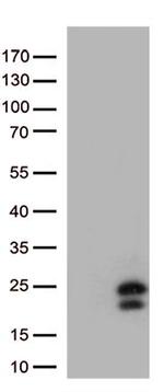 IFNL1 Antibody in Western Blot (WB)