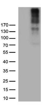 CSPG4 Antibody in Western Blot (WB)