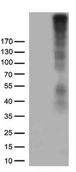 CSPG4 Antibody in Western Blot (WB)