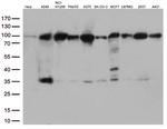 EWSR1 Antibody in Western Blot (WB)