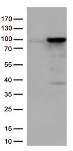 EWSR1 Antibody in Western Blot (WB)