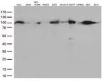 EWSR1 Antibody in Western Blot (WB)