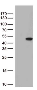 PTER Antibody in Western Blot (WB)