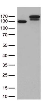 TRPS1 Antibody in Western Blot (WB)