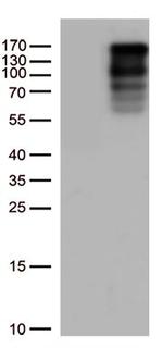 LARP1 Antibody in Western Blot (WB)