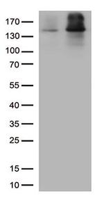 EEA1 Antibody in Western Blot (WB)