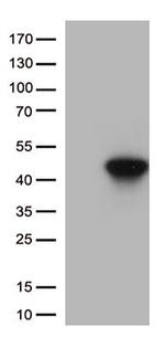 HLAA (HLA-A) Antibody in Western Blot (WB)