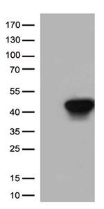 HLAA (HLA-A) Antibody in Western Blot (WB)